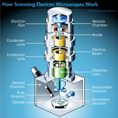 Scanning Electron Microscope